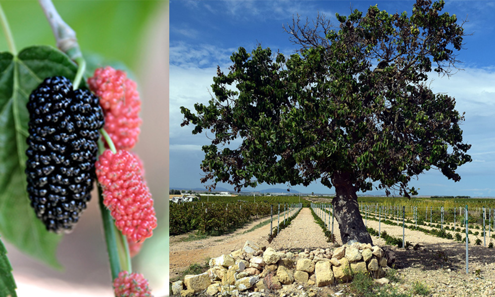 What does a mulberry tree represent in the bible