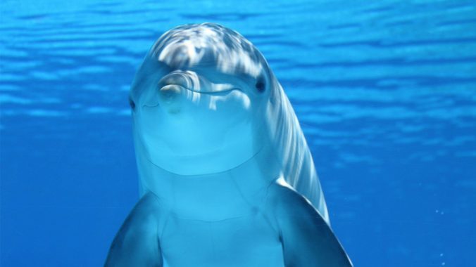 The Dolphin/porpoise – תַּ֫חַשׁ (tachash)